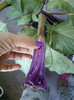 3 septembrie 2012-flori 009