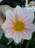 dalia alba s-a facut roz...