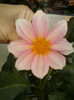 3 septembrie 2012-flori 015