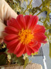 3 septembrie 2012-flori 021