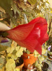 3 septembrie 2012-flori 027
