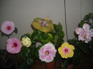 Hibiscus grup