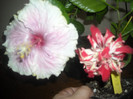 Hibiscus Baby Girl   Baptistii