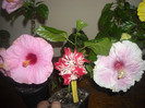 Hibiscus grup