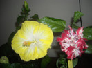 Hibiscus Emily   Baptistii