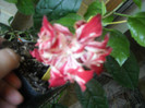 Hibiscus Baptistii