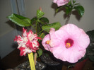 Hibiscus Baptistii + Long Life