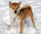 Shiba Inu