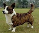 Welsh Corgi Cardigan:))