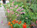 DSCN0350