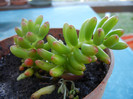 Sedum rubrotinctum (2012, Sep.01)