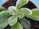 Echeveria setosa (2012, Sep.01)