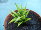 Haworthia angustifolia (2012, Sep.01)