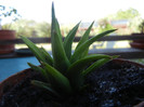 Haworthia angustifolia (2012, Sep.01)