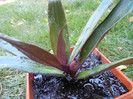 Tradescantia spathacea (2012, Sep.01)