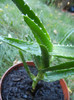 Aloe arborescens (2012, Sep.01)