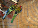 rosella 04.09.2012