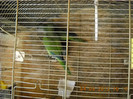 calugari 04.09.2012