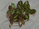 Episcia mix