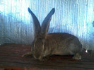 Femela 10.05.12