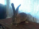 fem.din.25.03.12