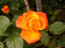 Samba