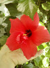 4 septembrie 2012-flori 001