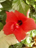 4 septembrie 2012-flori 003