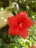4 septembrie 2012-flori 004