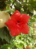 4 septembrie 2012-flori 006