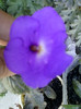 4 septembrie 2012-flori 007