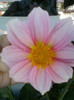 4 septembrie 2012-flori 010