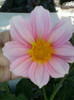 4 septembrie 2012-flori 012
