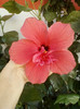 4 septembrie 2012-flori 013