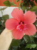 4 septembrie 2012-flori 015