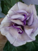 4 septembrie 2012-flori 016