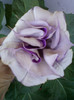 datura mov-multumesc hapy !