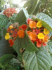 4 septembrie 2012-flori 019
