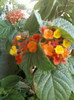 lantana camara