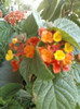 4 septembrie 2012-flori 023