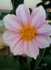 4 septembrie 2012-flori 020
