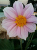 dalia alba s-a facut roz...