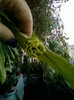 4 septembrie 2012-flori 025