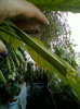 4 septembrie 2012-flori 027