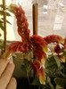 4 septembrie 2012-flori 028