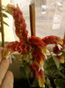 4 septembrie 2012-flori 032