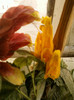 4 septembrie 2012-flori 031
