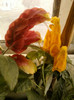 4 septembrie 2012-flori 034