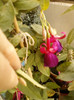 4 septembrie 2012-flori 035