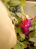 fuchsia rosu cu mov
